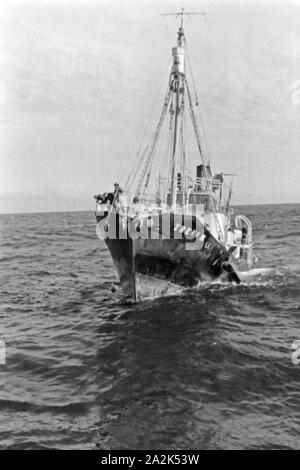 Fangboot Das Treff 'III' vom Mutterschiff «Jan Wellem' der deutschen Walfangflotte in der Arktis, 1930er Jahre. La chasse baleinière bateau "Treff III' de mère navire 'Jan Wellem' de la flotte allemande à la mer Arctique, 1930. Banque D'Images