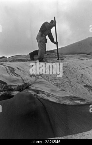 Die Männer des Fabrikschiffs «Jan Wellem' der deutschen Walfangflotte Fettschichten sich durch die Arbeiten mit Wals, 1930 er Jahre. L'équipage d'un navire-usine de l'whalung fletis allemand travaillant sur les plusieurs couches de graisse d'une baleine pourchassés, 1930. Banque D'Images