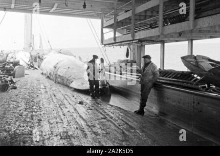 Zwei Männer mit dem erlegten ausgenommenen Kadaver von und Wals An Bord eines der deutschen Idemo, Walfangflotte er Jahre 1930. Deux hommes avec la carcasse d'une baleine traqués à bord d'un navire de la flotte baleinière allemand, 1930. Banque D'Images