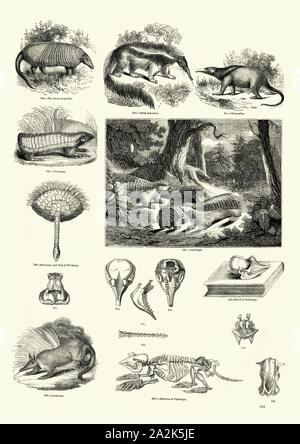 La gravure de la Nature, Vintage Aardvark, fourmiliers, Armadillo Banque D'Images