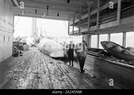 Zwei Männer mit dem erlegten ausgenommenen Kadaver von und Wals An Bord eines der deutschen Idemo, Walfangflotte er Jahre 1930. Deux hommes avec la carcasse d'une baleine traqués à bord d'un navire de la flotte baleinière allemand, 1930. Banque D'Images