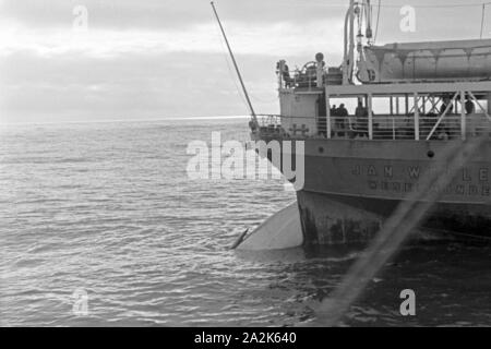 Kadaver von der Wals erlegten Fabrikschiffs wird an Bord des 'Jan Wellem' eigenschaften, années 30 er Jahre. Un cadavre de baleine d'être tiré sur le pont du navire-usine 'Jan Wellem', 1930. Banque D'Images