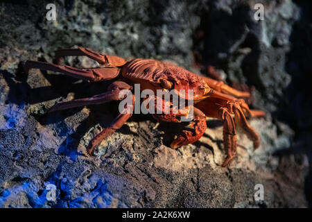 Crabe rouge farci sur fond rocheux. Crabe de couleur rouge vif avec de grandes griffes, fruits de mer, coquillages et crustacés. Banque D'Images