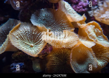 Underwater corail champignon jaune (Fungiidae) colonie sur le récif dans le réservoir d'aquarium. De plus en plus de coraux multicolores sur fond de l'océan. Banque D'Images