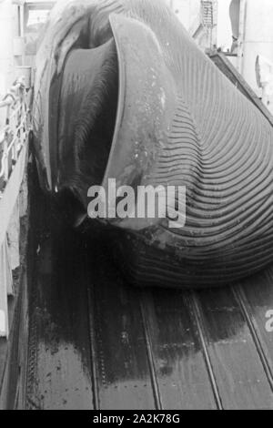 Un Walkadaver Fabrikschiffs wird an Bord des 'Jan Wellem' zur Weiterverarbeitung eigenschaften, 1930er Jahre. Un cadavre de baleine est tiré à bord du navire-usine 'Jan Wellem' pour la transformation, 1930. Banque D'Images