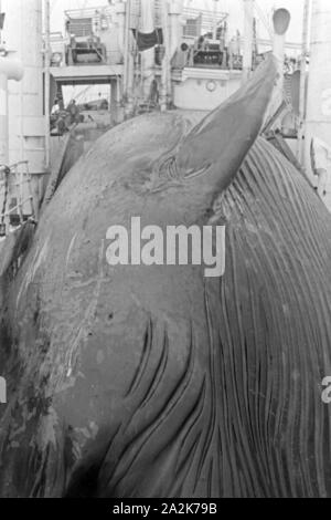 Un Walkadaver Fabrikschiffs wird an Bord des 'Jan Wellem' zur Weiterverarbeitung eigenschaften, 1930er Jahre. Un cadavre de baleine est tiré à bord du navire-usine 'Jan Wellem' pour la transformation, 1930. Banque D'Images