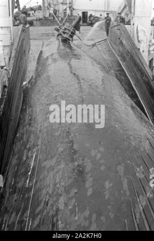 Un Walkadaver Fabrikschiffs wird an Bord des 'Jan Wellem' zur Weiterverarbeitung eigenschaften, 1930er Jahre. Un cadavre de baleine est tiré à bord du navire-usine 'Jan Wellem' pour la transformation, 1930. Banque D'Images