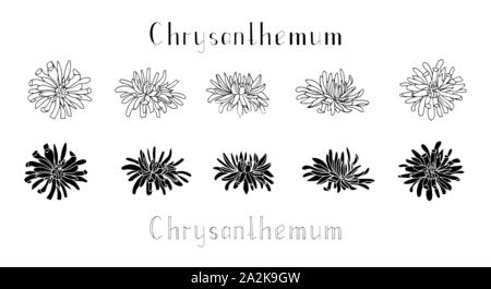 Ensemble de fleurs chrysanthème dessiné à la main isolé sur un fond blanc. Le lettrage. Vector illustration monochrome. Noir et blanc. Décorations pour en Illustration de Vecteur