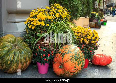 Automne Nature morte avec des citrouilles, des chrysanthèmes et Calluna vulgaris fleurs en pots. Près de la maison de décoration pour le jour d'action de grâce. Conce Halloween automne Banque D'Images