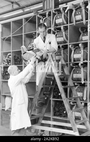 Des Gurtzeugs Fallschirms Auswahl von einer dans Fallschirm Näherei, 1940er Jahre Deutschland. En tenant le faisceau d'un parachute à un parachute de l'usine de couture, l'Allemagne des années 40. Banque D'Images