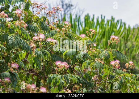 Albizia julibrissin fleurs est connu sous le nom de Lenkoran acacia ainsi que sur l'arbre à soie Persan Corse, France. Banque D'Images