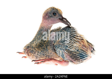 Bébé pigeon isolé sur fond blanc Banque D'Images