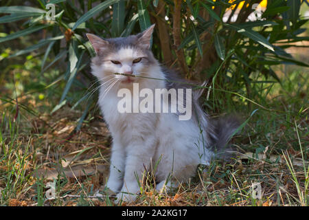 Chat errant dans le jardin d'été à Alert, sur l'île de Corse, France. Banque D'Images