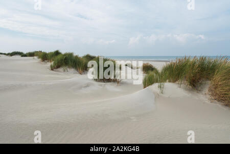 Dunes herbeuses sur l'île de Terschelling Banque D'Images