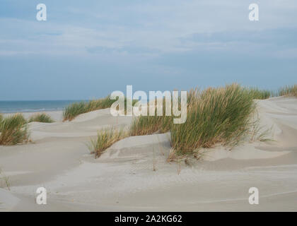 Dunes herbeuses sur l'île de Terschelling Banque D'Images