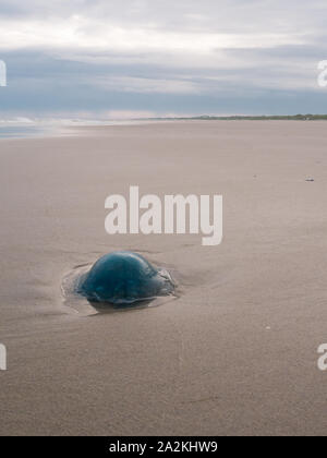 Méduses bleues sur la côte de la mer des Wadden néerlandaise Banque D'Images