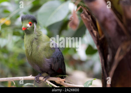 Vert ou de l'Afrique de l'Ouest Guinée (Tauraco persa) Touraco Banque D'Images