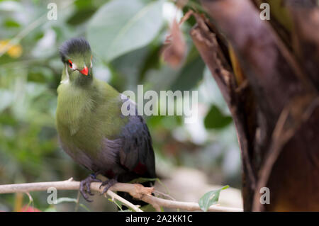 Vert ou de l'Afrique de l'Ouest Guinée (Tauraco persa) Touraco Banque D'Images