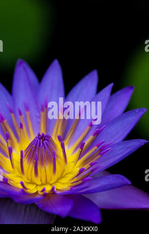 La coordination des couleurs dans la nature : les couleurs complémentaires en couleur bleu et jaune, les fleurs du Lotus Bleu semblent être allumé de l'intérieur Banque D'Images