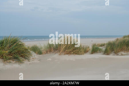 Dunes herbeuses sur l'île de Terschelling Banque D'Images