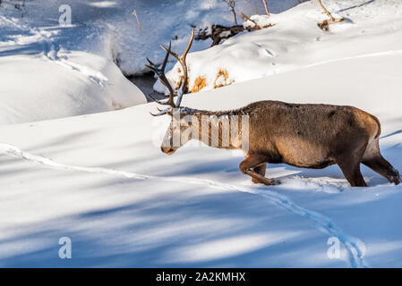 Un mâle red deer marcher dans la neige vers un creek Banque D'Images