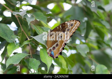 Papillon Bleu Morpho peleides Morpho () Banque D'Images