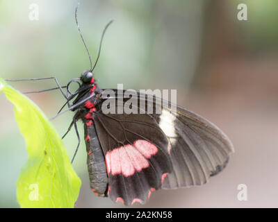 Transandean Cattleheart Cattleheart ou rose (Papillon Parides iphidamas) Banque D'Images