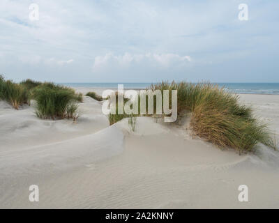 Dunes herbeuses sur l'île de Terschelling Banque D'Images