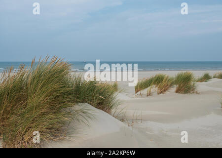 Dunes herbeuses sur l'île de Terschelling Banque D'Images