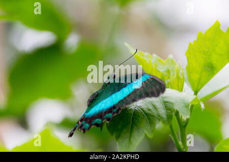 Papillon du machaon émeraude (Papilio palinurus) Banque D'Images