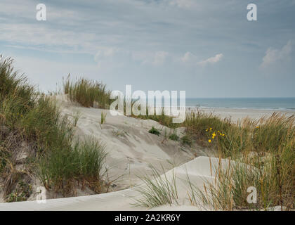 Dunes herbeuses sur l'île de Terschelling Banque D'Images