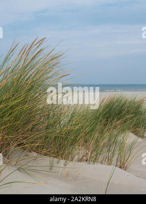 Dunes herbeuses sur l'île de Terschelling Banque D'Images