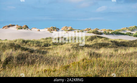 Dunes herbeuses sur l'île de Terschelling Banque D'Images