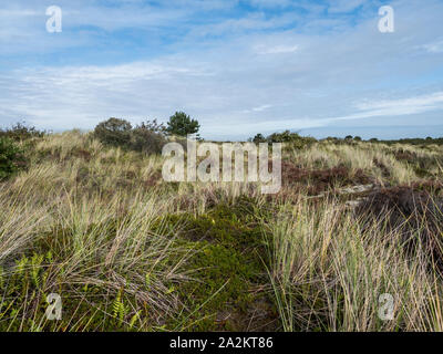 Dunes herbeuses sur l'île de Terschelling Banque D'Images