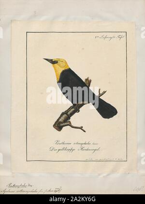 Agelaius icterocephalus, Imprimer, la capuche jaune (Chrysomus icterocephalus blackbird) est une espèce de passereau de la famille Icteridae. Il est constaté dans les domaines de la brosse et près de l'eau dans le nord de l'Amérique du Sud, et est généralement assez communs. Il présente un dimorphisme sexuel, et les hommes ressemblent aux genres respectifs de l'ensemble de carouge à tête jaune de l'Amérique du Nord, mais l'homme à capuchon jaune-blanc manque blackbird dans les ailes, 1700-1880. Banque D'Images