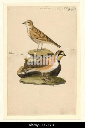 Alauda arborea, Imprimer, le bois ou woodlark lark (Lullula arborea) est la seule espèce existante de l'alouette genre Lullula. Il est constaté dans la plupart de l'Europe, le Moyen-Orient, l'Asie de l'ouest et les montagnes de l'Afrique du Nord. C'est principalement des résidents (non migrateurs) dans l'ouest de son aire de répartition, mais les populations de l'est de cette espèce sont plus migratrice, déménagement plus au sud en hiver., 1840 Banque D'Images