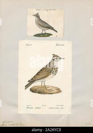 Alauda cristata, Imprimer, le crested lark (Galerida cristata) est une espèce d'alouette se distingue des autres 81 espèces de lark par la crête de plumes qui s'élèvent jusqu'au territoire ou de parade nuptiale et lorsque le chant. Commun à l'Europe continentale, les oiseaux peuvent également être trouvés dans le nord de l'Afrique et dans certaines parties de l'Asie de l'ouest et la Chine. C'est un oiseau non migrateur, mais peuvent parfois être trouvés comme un vagabond en Grande-Bretagne, 1700-1880. Banque D'Images