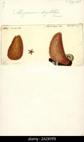 Alcyonium digitatum, Imprimer, Alcyonium digitatum ou noirou est une espèce de corail mou dans la famille Alcyoniidae. C'est trouvé autour des côtes de l'Atlantique nord Banque D'Images