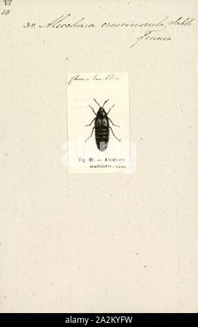 Aleochara, Imprimer, Aleochara asiatica, Aleochara est un genre de la famille, les Staphylinidae staphylins ; les larves de Staphylinidae se produire dans de nombreux autres rôles écologiques, la plupart étant des charognards, les prédateurs ou charognards, mais les larves d'au moins les espèces d'Aleochara dont les histoires de vie sont connues, sont parasitoïdes ; elles se nourrissent dans les pupes d'espèces de mouches, le tuer dans le processus. Aleochara adultes sont des prédateurs Banque D'Images