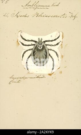 Amblyomma, Imprimer, Amblyomma est un genre de disque les tiques. Certains sont des vecteurs de maladie, par exemple pour la fièvre pourprée des montagnes au Brésil ou aux États-Unis d'ehrlichiose Banque D'Images