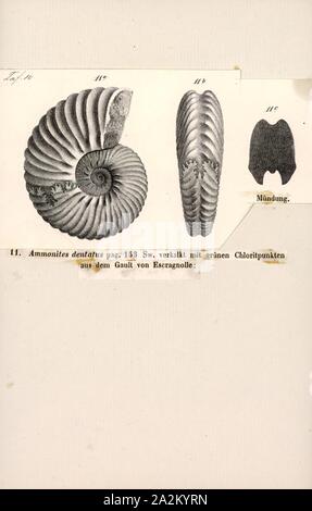 Ammonites dentatus, Print, Ammonoidea Ammonoïdes, sont un groupe de mollusque marin animaux dans la sous-classe Ammonoidea de la classe des céphalopodes. Ces mollusques, communément appelé Ammonites, sont plus étroitement liés à la vie coleoids (c.-à-d., des poulpes, calmars, seiches) et qu'ils ne le sont pour les nautiloïdes tels que le Nautilus. espèces vivant La première ammonites apparaissent pendant le Dévonien, et la dernière espèce est mort dans l'extinction du Crétacé-Paléogène Banque D'Images