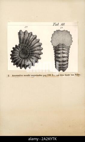 Ammonites monile aequinodus, Imprimer, Ammonoidea Ammonoïdes, sont un groupe de mollusque marin animaux dans la sous-classe Ammonoidea de la classe des céphalopodes. Ces mollusques, communément appelé Ammonites, sont plus étroitement liés à la vie coleoids (c.-à-d., des poulpes, calmars, seiches) et qu'ils ne le sont pour les nautiloïdes tels que le Nautilus. espèces vivant La première ammonites apparaissent pendant le Dévonien, et la dernière espèce est mort dans l'extinction du Crétacé-Paléogène Banque D'Images