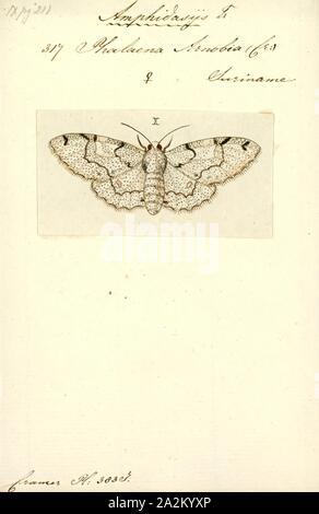 Amphidasys, Imprimer, Biston est un genre de grand, long-winged appartient à la famille des Notodontidae. Il est plus notable pour contenant le célèbre truffée d'amphibien. Le genre a été décrit pour la première fois par William Elford Leach en 1815 Banque D'Images