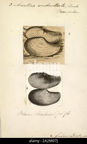 Anatina subrostrata, Imprimer, anatina est un genre de palourdes d'eau salée, les mollusques bivalves marins dans la famille Mactridae Banque D'Images