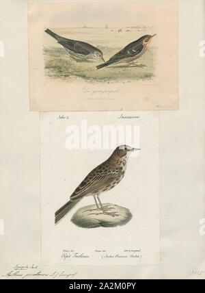 Anthus pratensis, Imprimer, le meadow pipit spioncelle (Anthus pratensis) est une espèce de passereau qui se reproduit dans une grande partie du nord-ouest de l'Eurasie, depuis le sud-est du Groenland et l'Islande à l'est jusqu'à l'Est de l'Oural en Russie, et jusqu'au centre de la France et la Roumanie ; il existe également une population isolée dans les montagnes du Caucase. Il est migrateur sur la plus grande partie de son aire de répartition, l'hivernage dans le sud de l'Europe, l'Afrique du Nord et du sud-ouest de l'Asie, mais est résident toute l'année en Europe de l'ouest. Cependant, même ici, de nombreux oiseaux se déplacent vers la côte ou les basses terres de l'hiver., 1700-1880 Banque D'Images