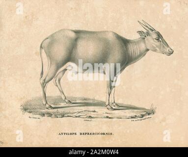 Antilope depressicornis, Imprimer, le Blackbuck, blackbuck (Antilope cervicapra), également connu sous le nom d'antilope indienne, est une antilope trouvés en Inde, au Népal et au Pakistan. Le blackbuck existantes est le seul membre du genre antilope. L'espèce a été décrite et étant donné son nom binomial par zoologiste suédois Carl Linné en 1758. Deux sous-espèces sont reconnues. Il se tient jusqu'à 74 à 84 cm (29 à 33 po) de hauteur à l'épaule. Les mâles pèsent de 20 à 57 kg (44 126 lb), à une moyenne de 38 kg (84 lb). Les femelles sont plus légères, pesant 20 à 33 kg (44 à 73 lb) ou 27 kg (60 lb) en moyenne. Les longues cornes, le phoque annelé, 35- Banque D'Images