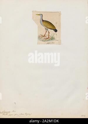 Aramides ypecaha, Imprimer, le géant de fer en bois (Aramides ypecaha) est une espèce de passereau de la famille des Rallidae., 1820-1863 Banque D'Images