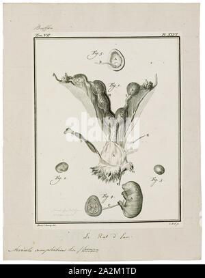 Arvicola amphibius, Imprimer, le campagnol de l'eau ou l'eau du nord (Arvicola amphibius campagnol, inclus dans la synonymie : A. terrestris), est un rongeur semi-aquatique. Il est généralement appelé le rat d'eau, si elle ne ressemble superficiellement à un vrai rat. Les campagnols ont des nez plus rond que les rats, un pelage brun profond, chubby et visages flous court les oreilles ; contrairement aux rats leur queue, les pattes et les oreilles sont couvertes de cheveux., les organes de reproduction Banque D'Images