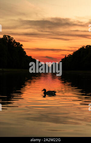 Silhouette de canards sur le lac Banque D'Images