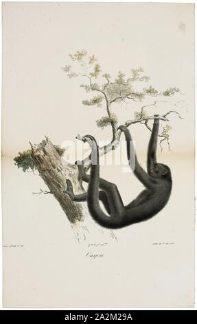 Ateles ater, Print, singe-araignée, Spider singes sont singes du Nouveau Monde appartenant au genre Ateles, partie de la sous-famille Atelinae, Atelidae. Comme d'autres, atelines ils sont trouvés dans les forêts tropicales d'Amérique centrale et du Sud, du sud du Mexique au Brésil. Le genre comprend 7 espèces, qui sont toutes menacées ; l'araignée à tête noire et le singe araignée brune sont en danger critique d'extinction., 1818-1842 Banque D'Images